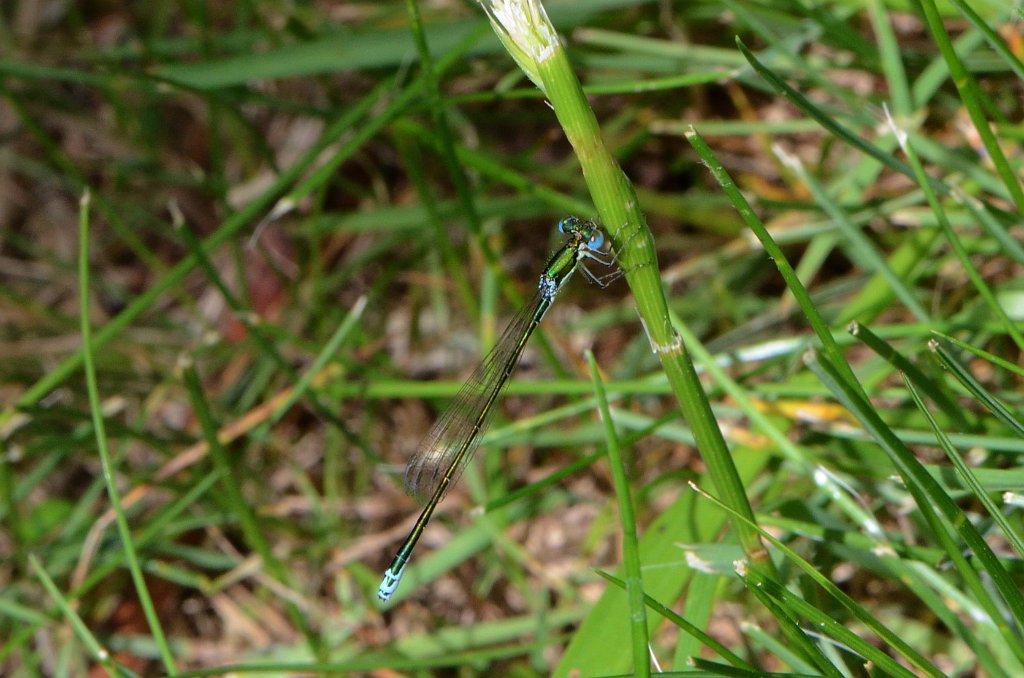 091 2016-05315998 Wachusett Meadow, MA.JPG - Sedge Sprite Damselfly (Nehalennia irene). Wachusett Meadow Wildlife Sanctuary, MA, 5-31-2016